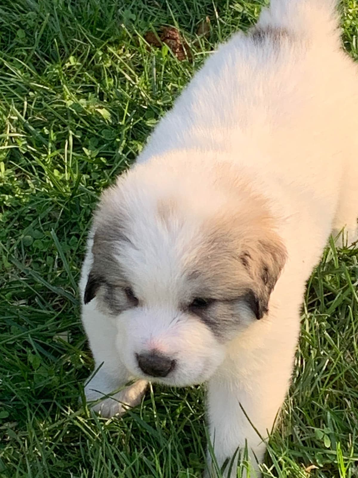 Hillside Meadow Great Pyrenees Puppies breeder image 7