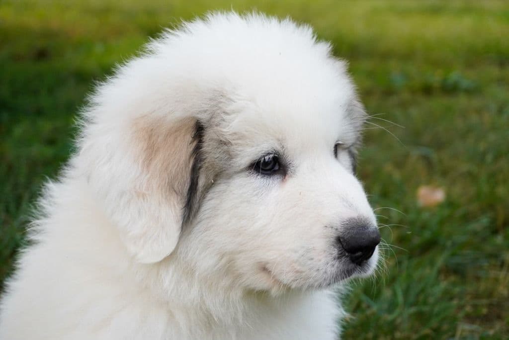 Hillside Meadow Great Pyrenees Puppies breeder image 9