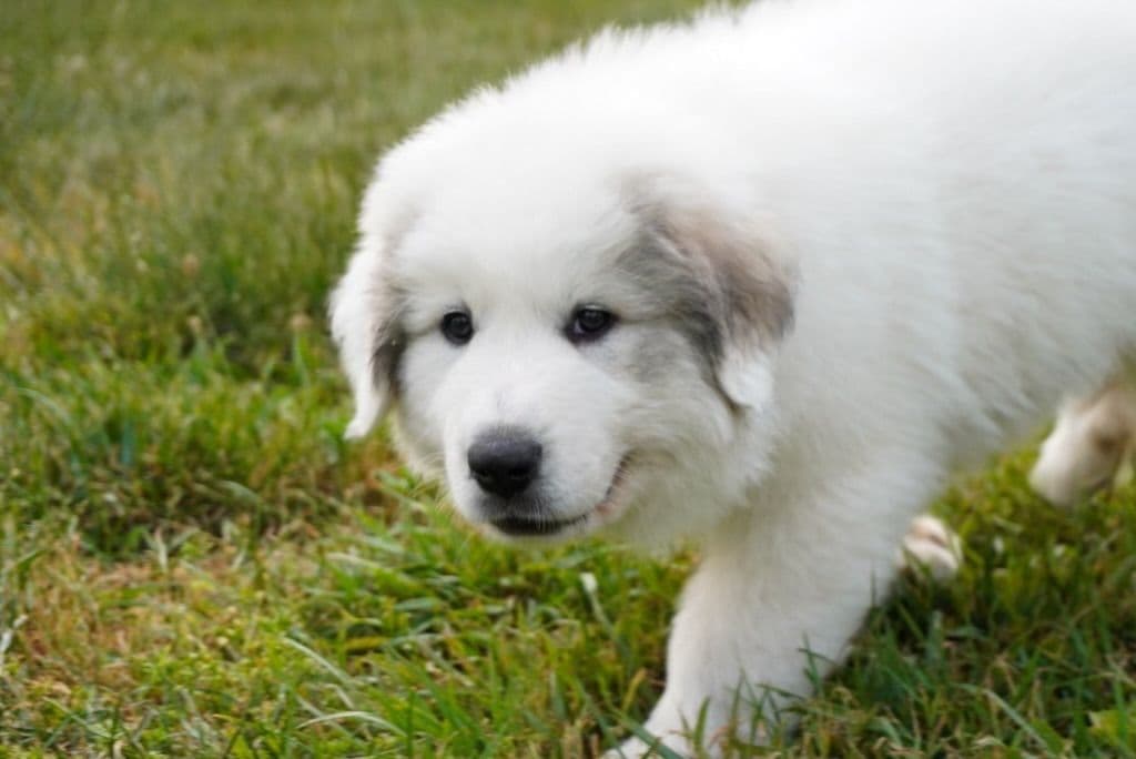 Hillside Meadow Great Pyrenees Puppies breeder image 8