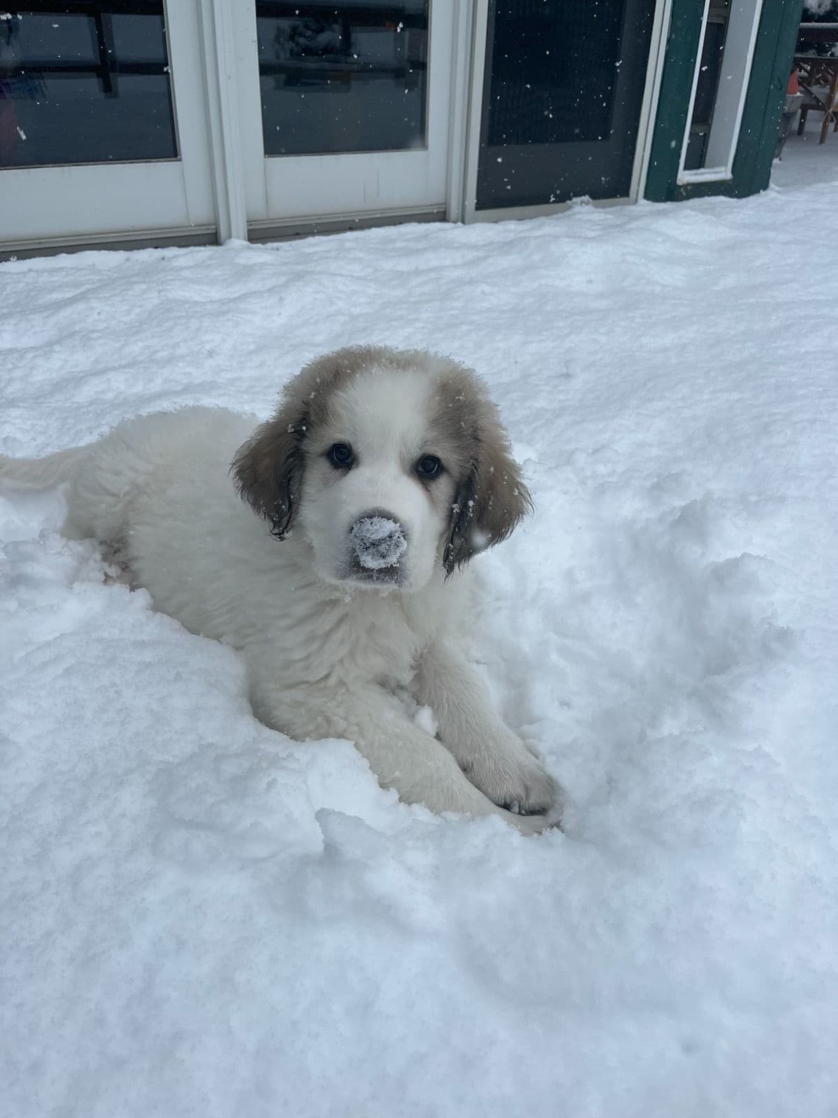 Hillside Meadow Great Pyrenees Puppies breeder image 10