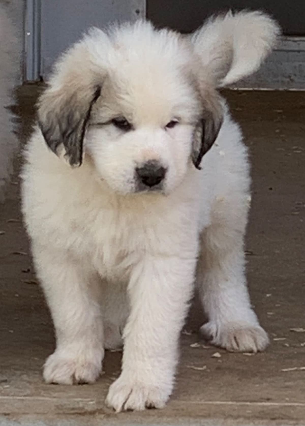 Hillside Meadow Great Pyrenees Puppies breeder image 11