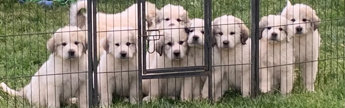 Hillside Meadow Great Pyrenees Puppies breeder image 12