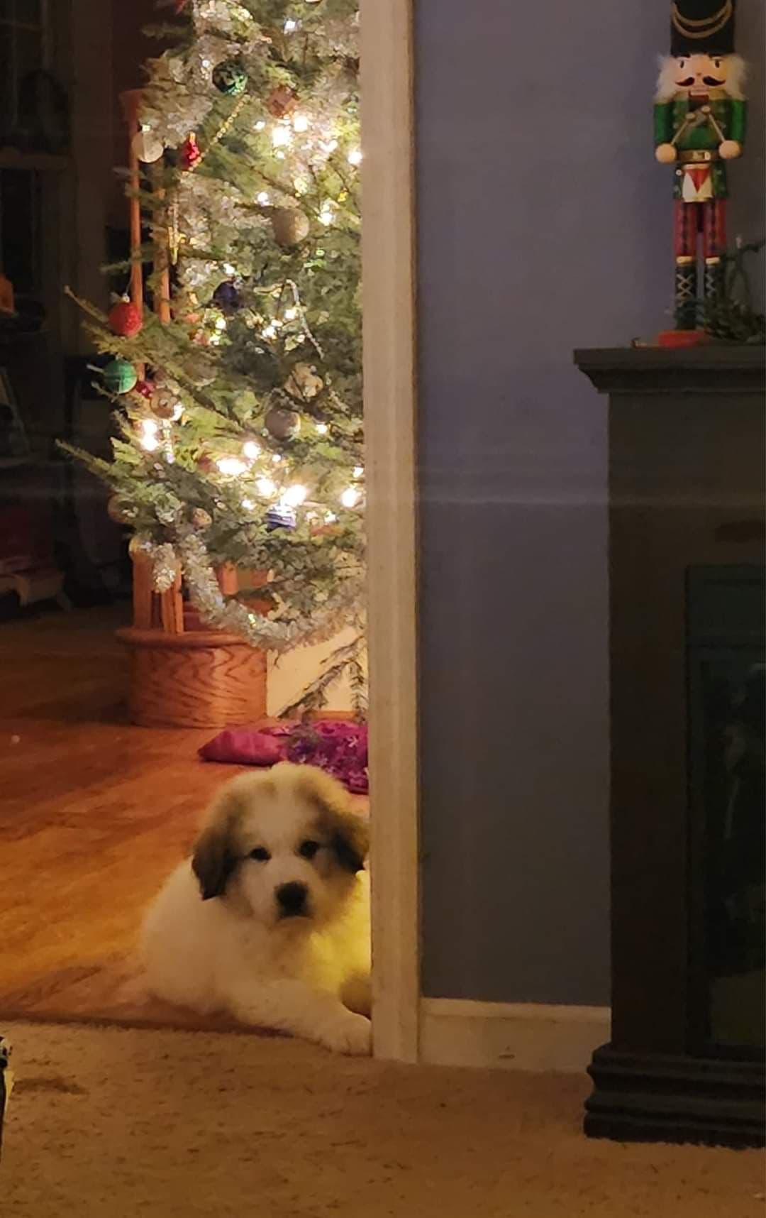 Hillside Meadow Great Pyrenees Puppies breeder image 13