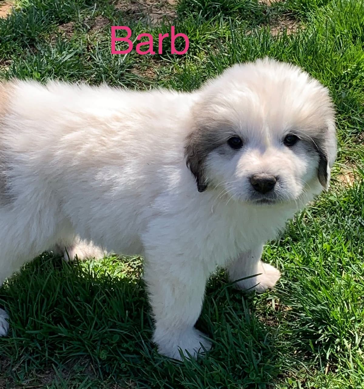 Hillside Meadow Great Pyrenees Puppies breeder image 14