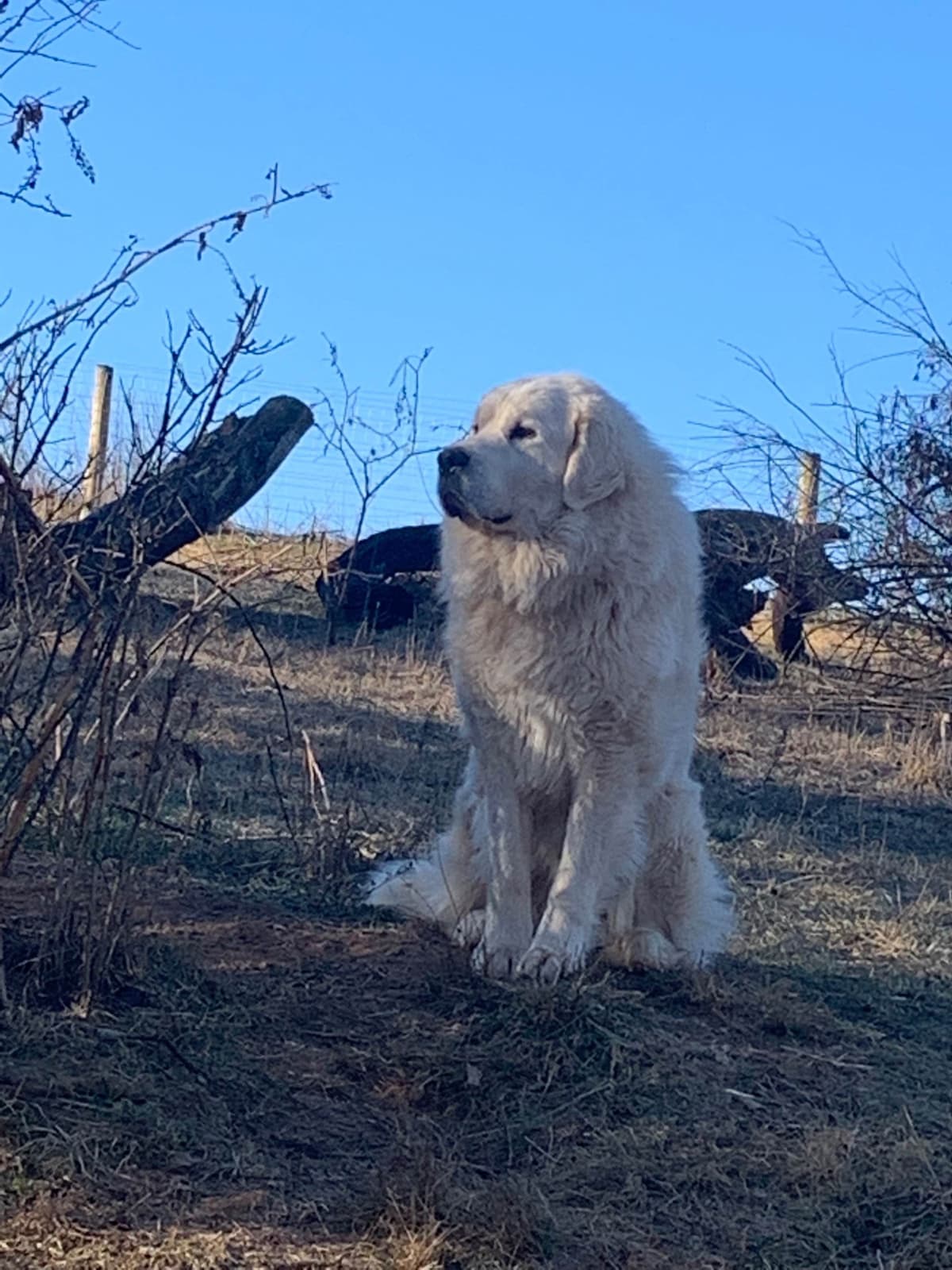 Hillside Meadow Great Pyrenees Puppies breeder image 17