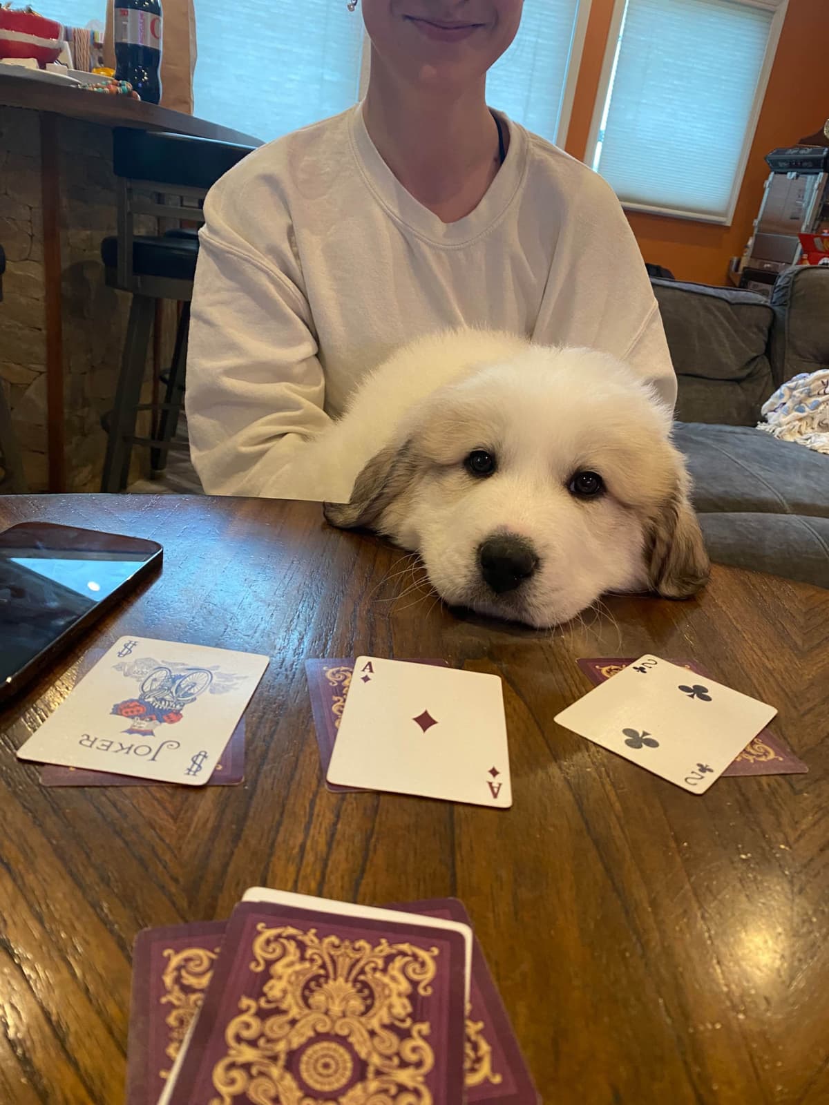 Hillside Meadow Great Pyrenees Puppies breeder image 15
