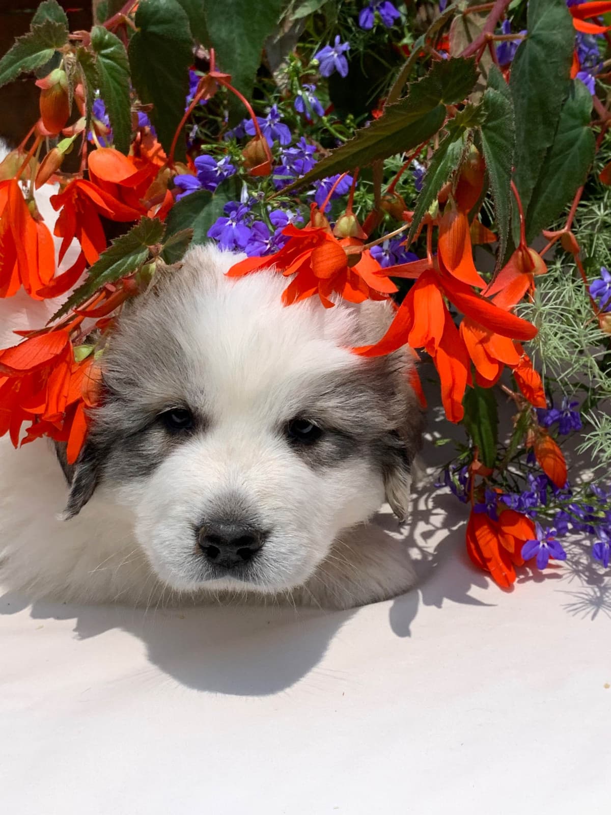Hillside Meadow Great Pyrenees Puppies breeder image 16