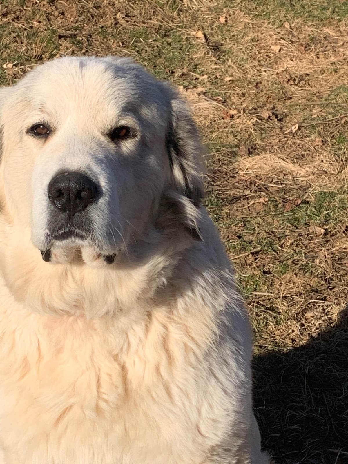 Hillside Meadow Great Pyrenees Puppies breeder image 18