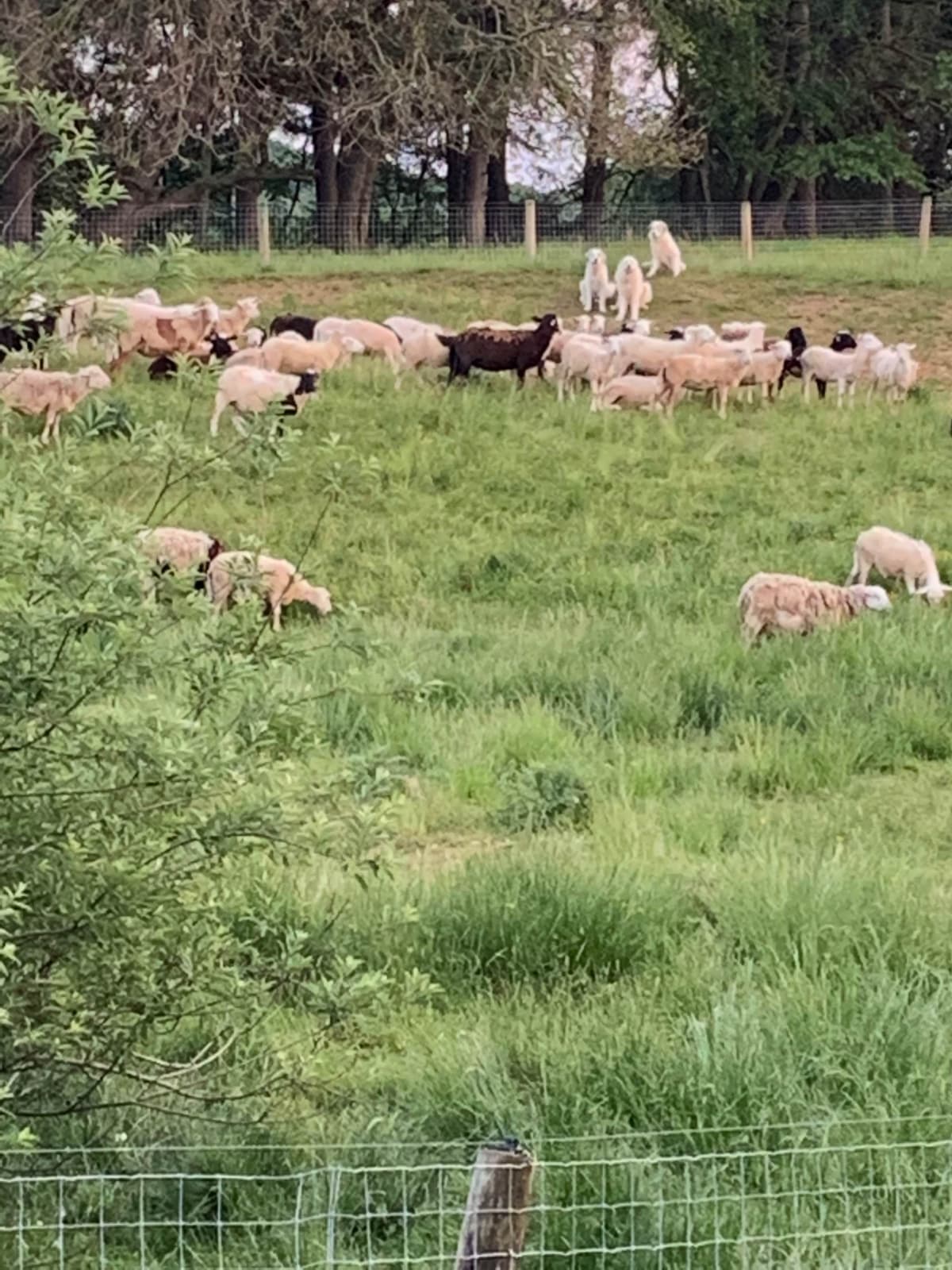 Hillside Meadow Great Pyrenees Puppies breeder image 20