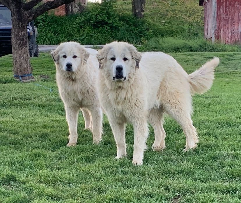 Hillside Meadow Great Pyrenees Puppies breeder image 22
