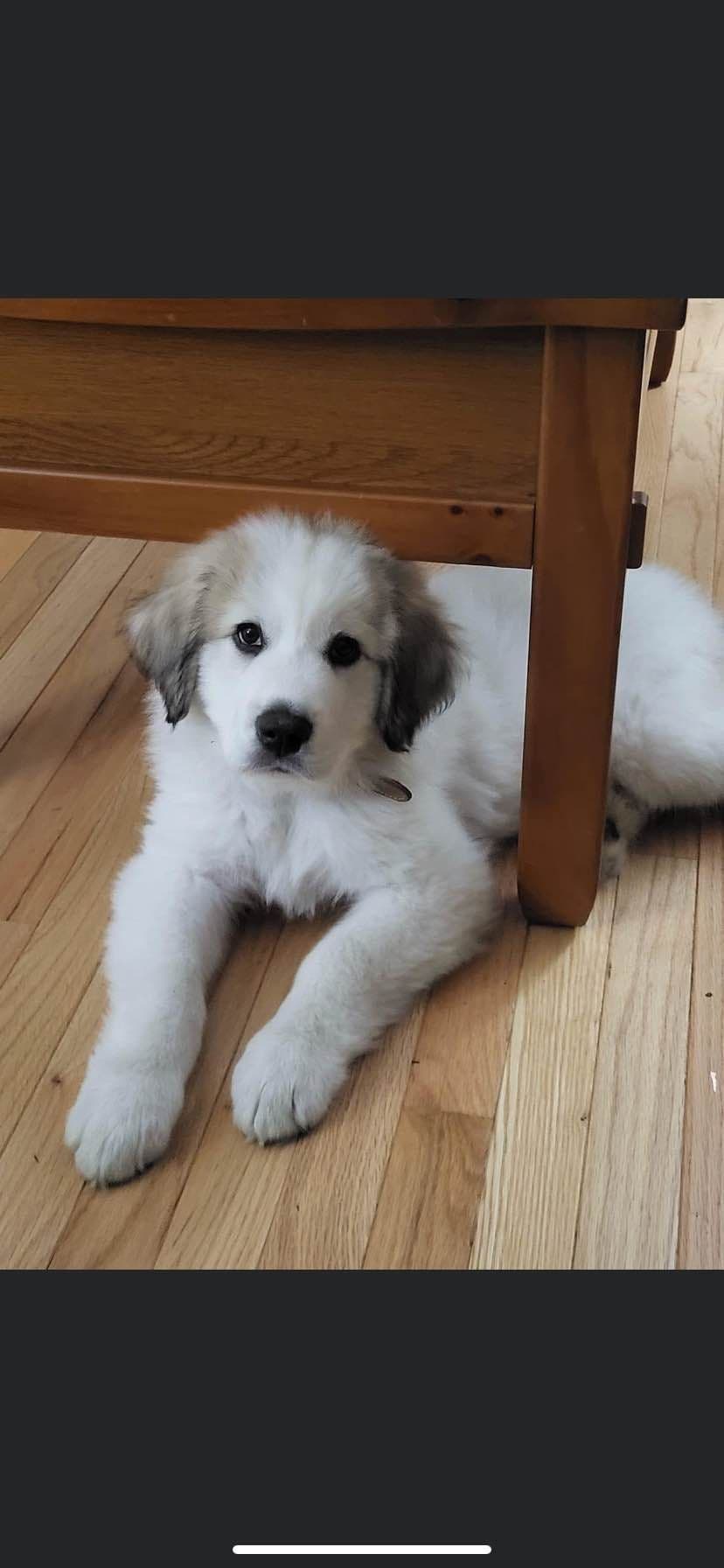 Hillside Meadow Great Pyrenees Puppies breeder image 24