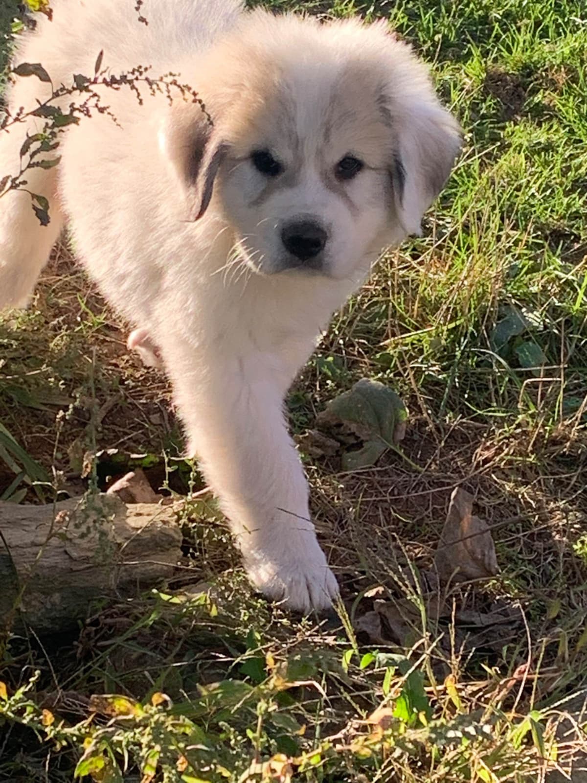 Hillside Meadow Great Pyrenees Puppies breeder image 25