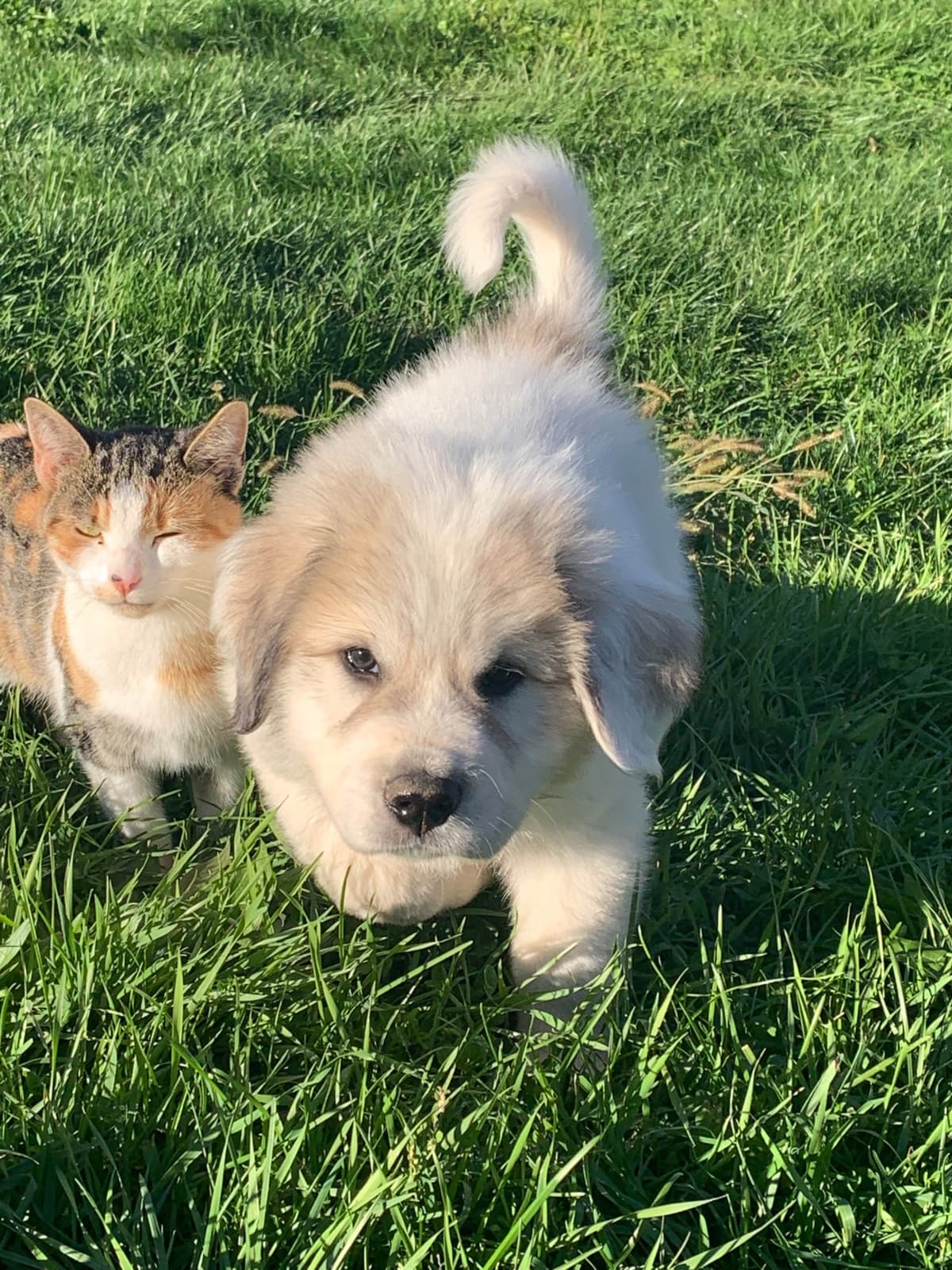 Hillside Meadow Great Pyrenees Puppies breeder image 27