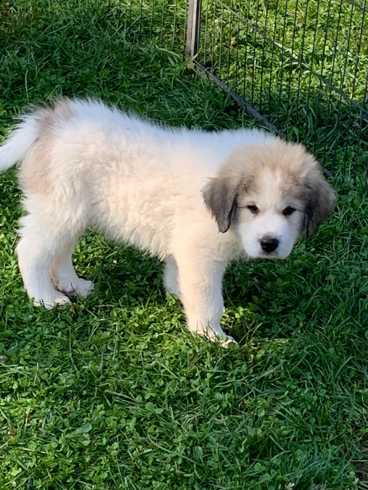 Hillside Meadow Great Pyrenees Puppies breeder image 28