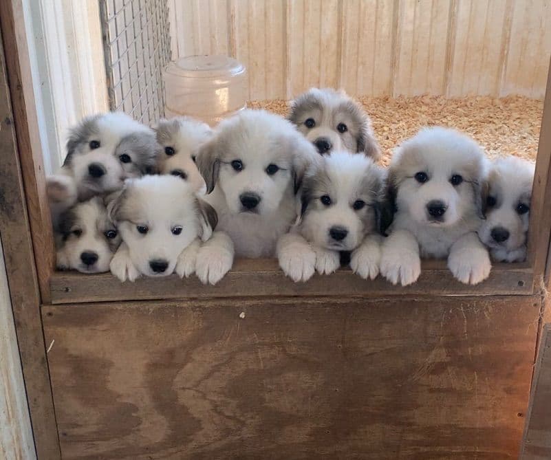Hillside Meadow Great Pyrenees Puppies breeder image 30