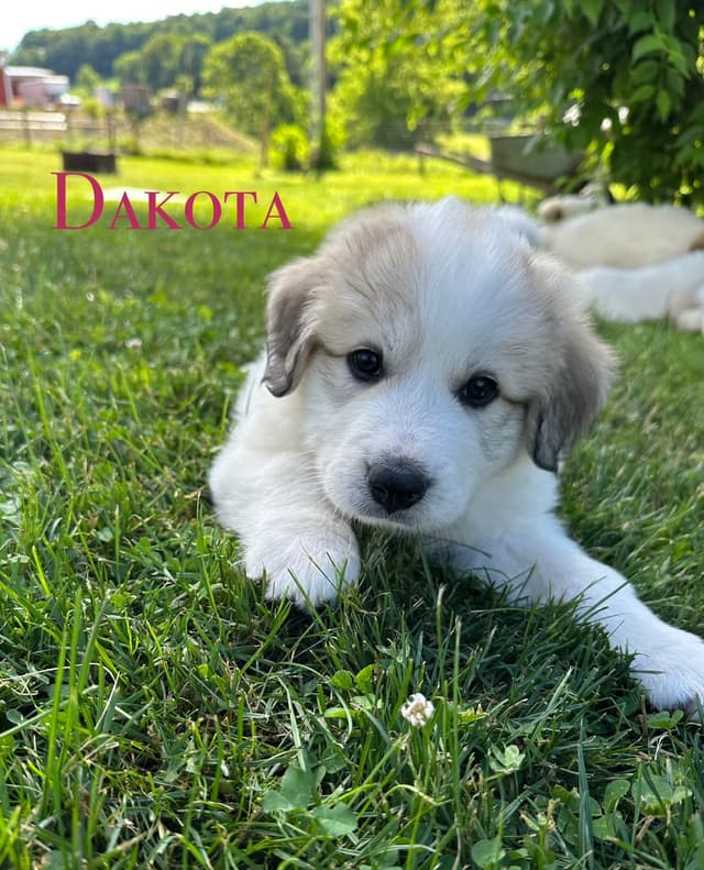 Hillside Meadow Great Pyrenees Puppies media 2