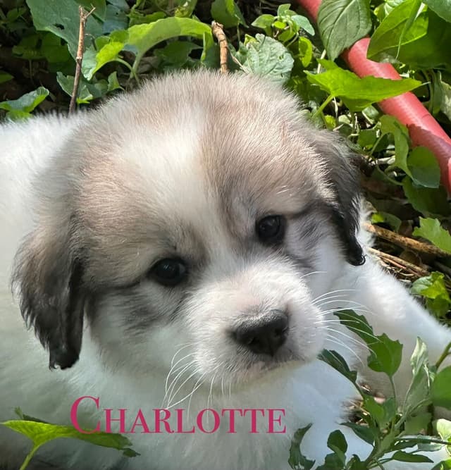 Hillside Meadow Great Pyrenees Puppies media 3