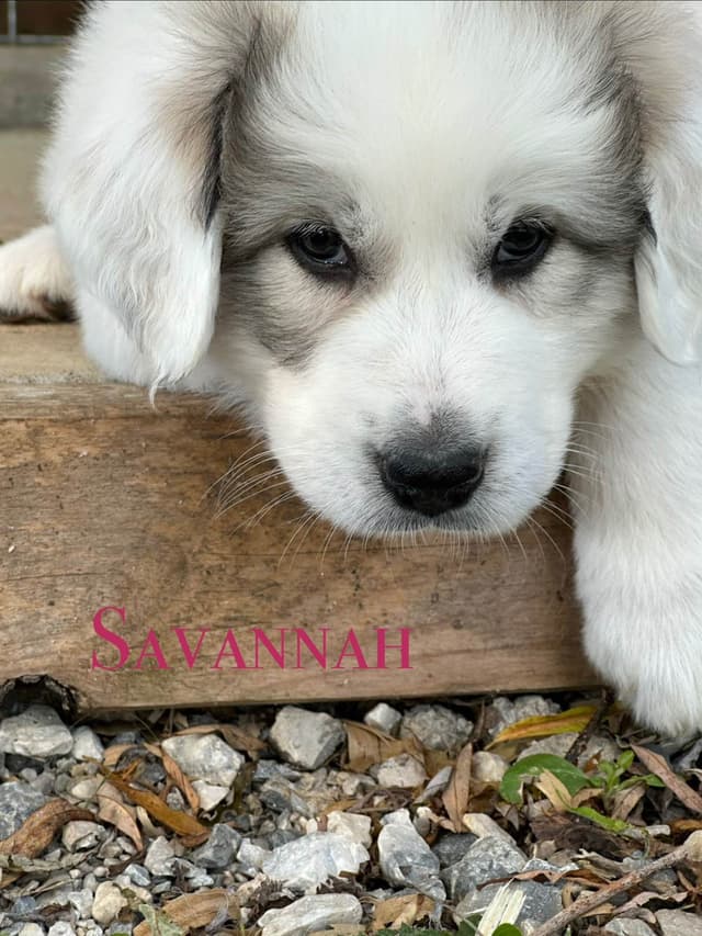 Hillside Meadow Great Pyrenees Puppies media 4