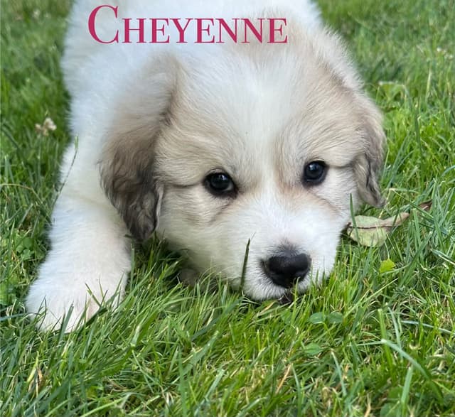 Hillside Meadow Great Pyrenees Puppies media 5