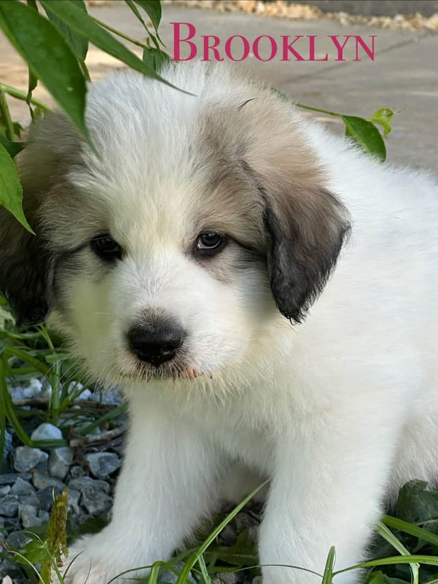 Hillside Meadow Great Pyrenees Puppies media 6