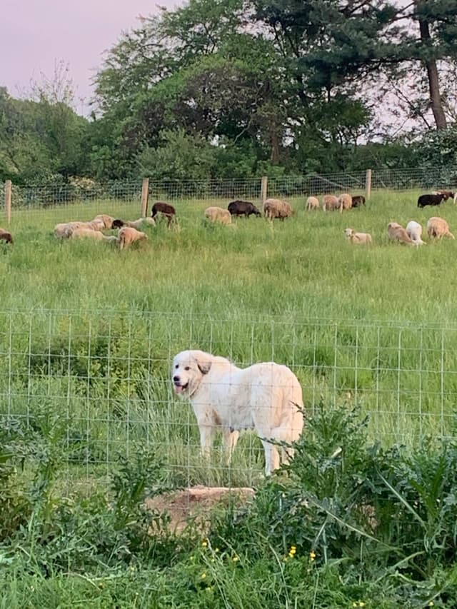 Hillside Meadow Great Pyrenees Puppies media 8