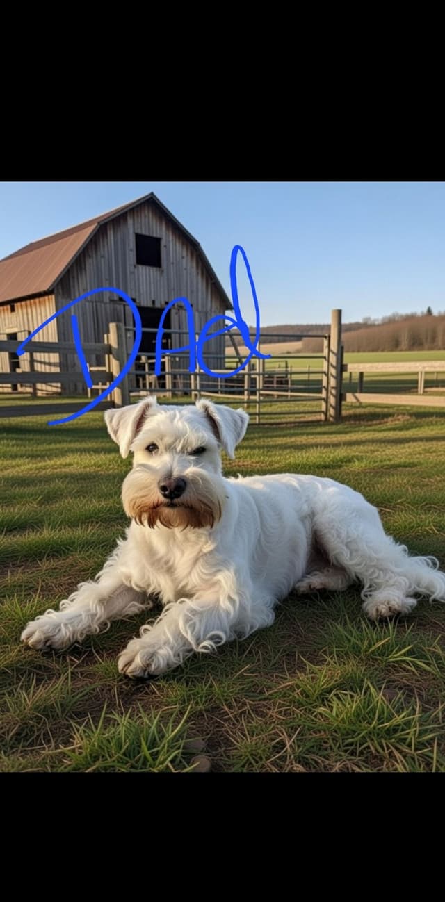 Miniature Schnauzer Puppies media 2