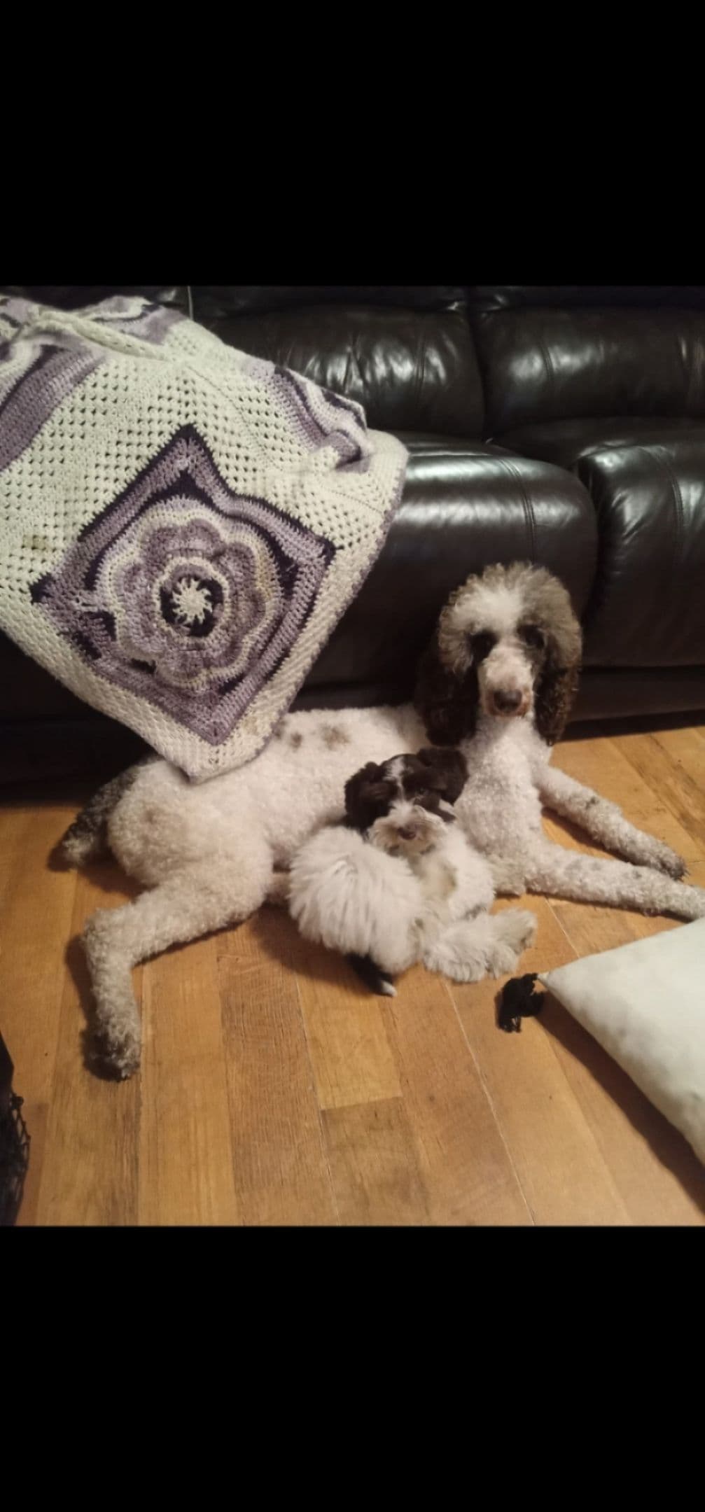 Miniature Schnauzer Puppies breeder image 1