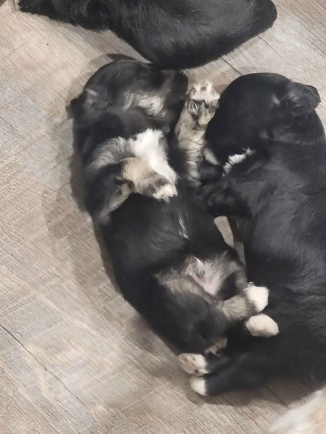 Miniature Schnauzer Puppies media 4