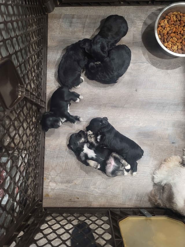Miniature Schnauzer Puppies media 5