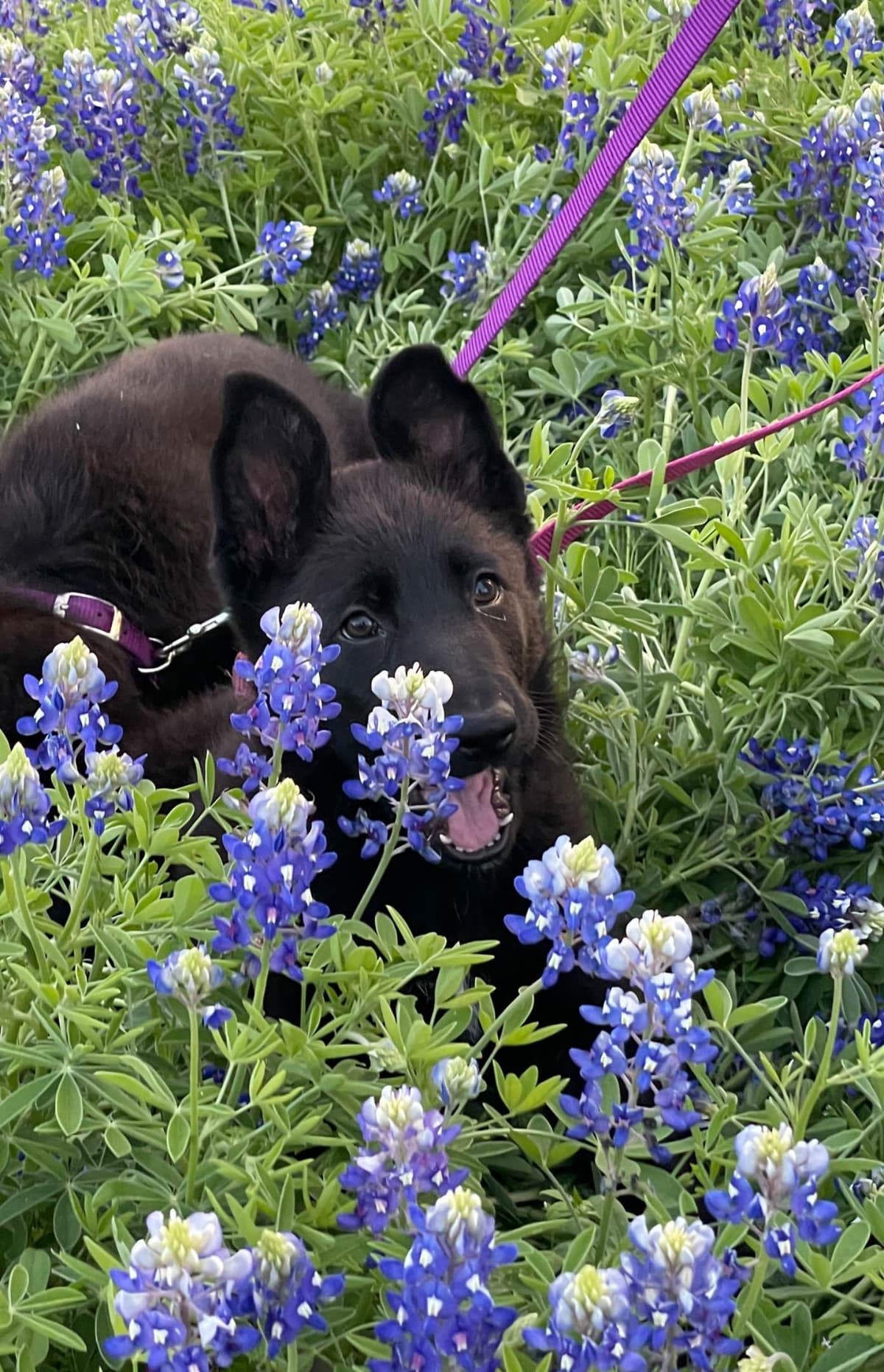 German Shepherd Dog Puppies breeder image 4