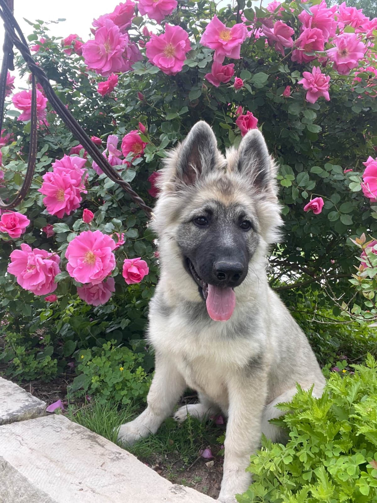 German Shepherd Dog Puppies breeder image 5