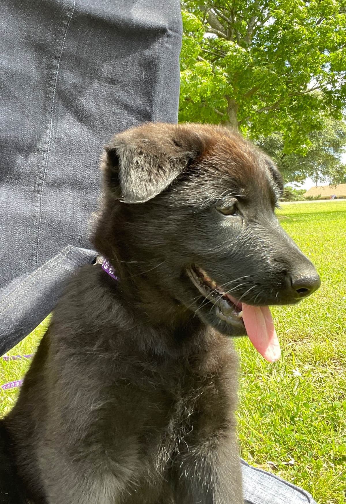 German Shepherd Dog Puppies breeder image 6