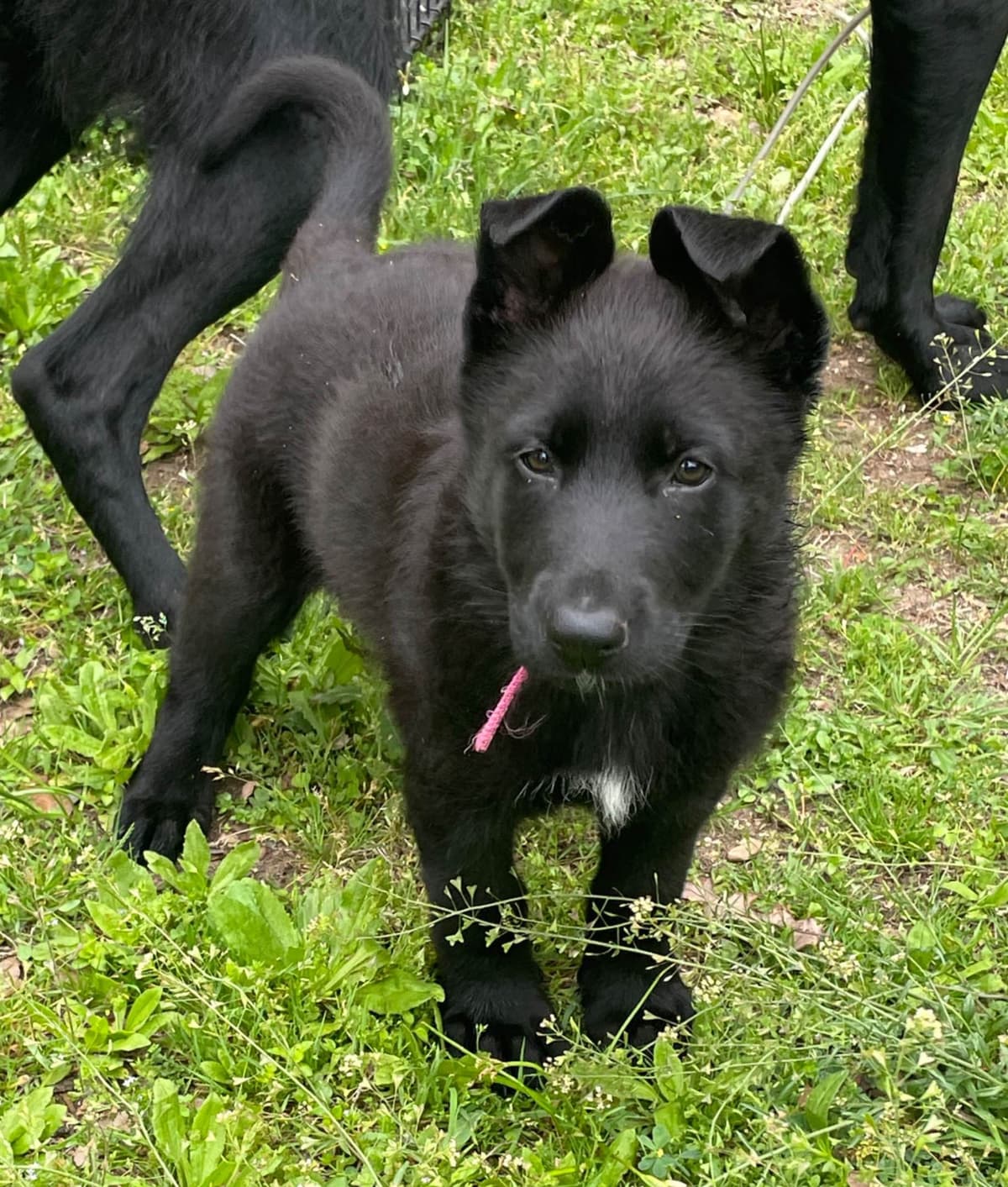German Shepherd Dog Puppies breeder image 7