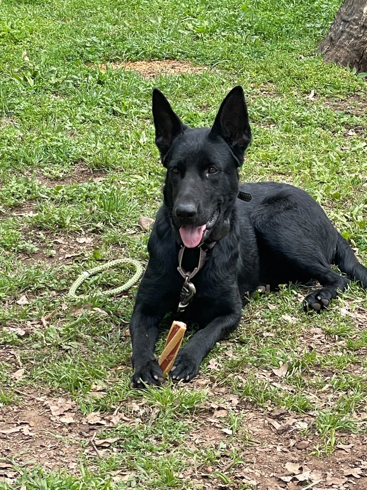 German Shepherd Dog Puppies breeder image 9