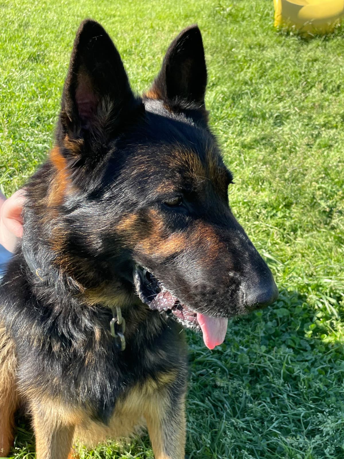 German Shepherd Dog Puppies breeder image 10