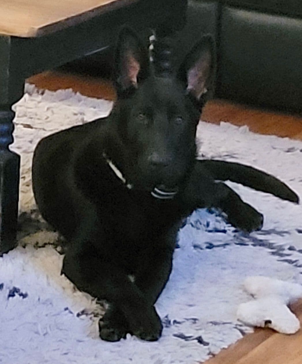 German Shepherd Dog Puppies breeder image 1