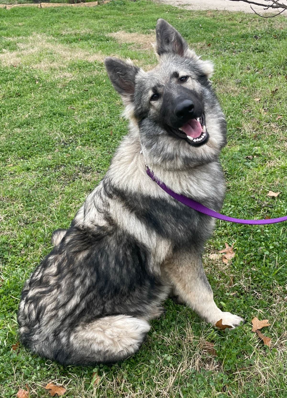 German Shepherd Dog Puppies breeder image 11