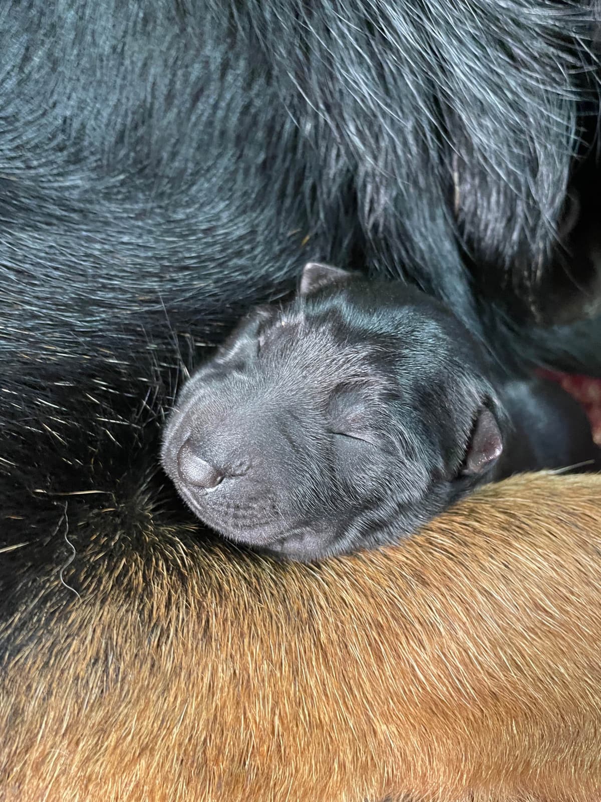 German Shepherd Dog Puppies breeder image 14
