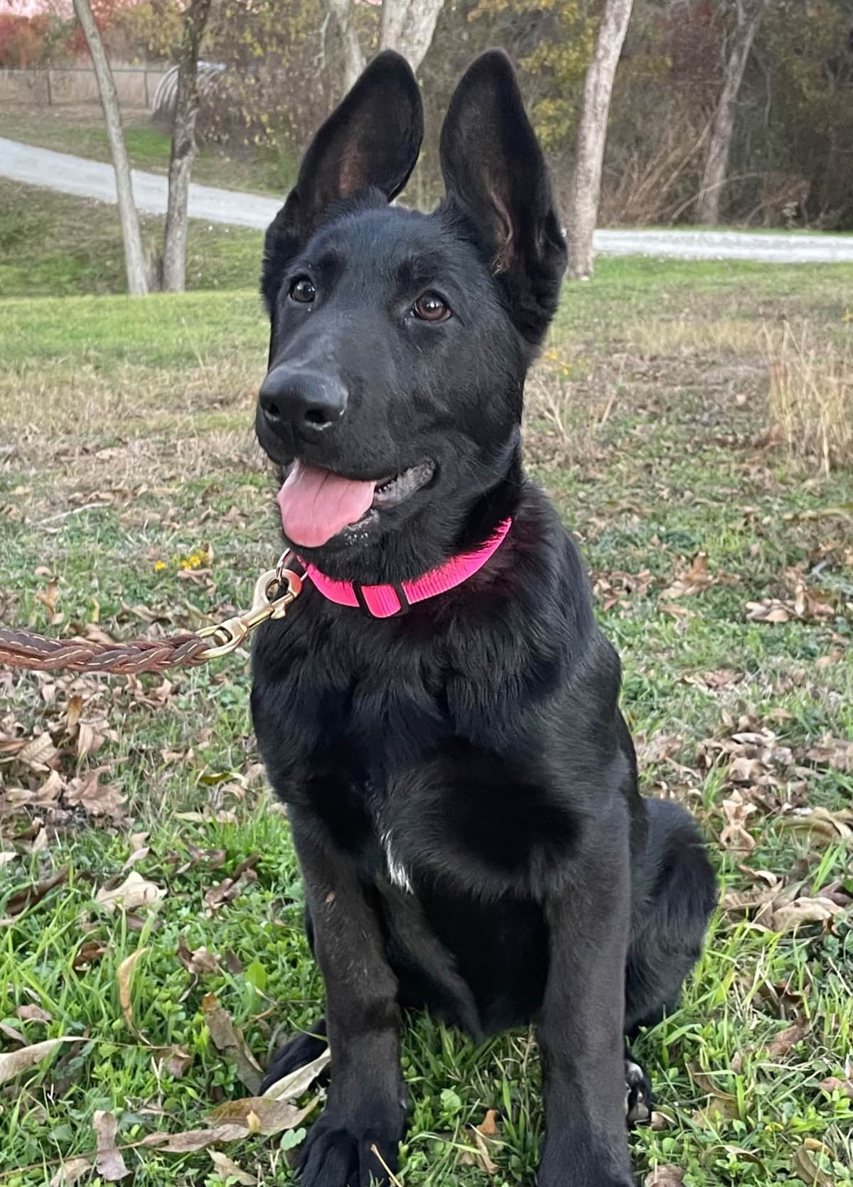 German Shepherd Dog Puppies breeder image 15