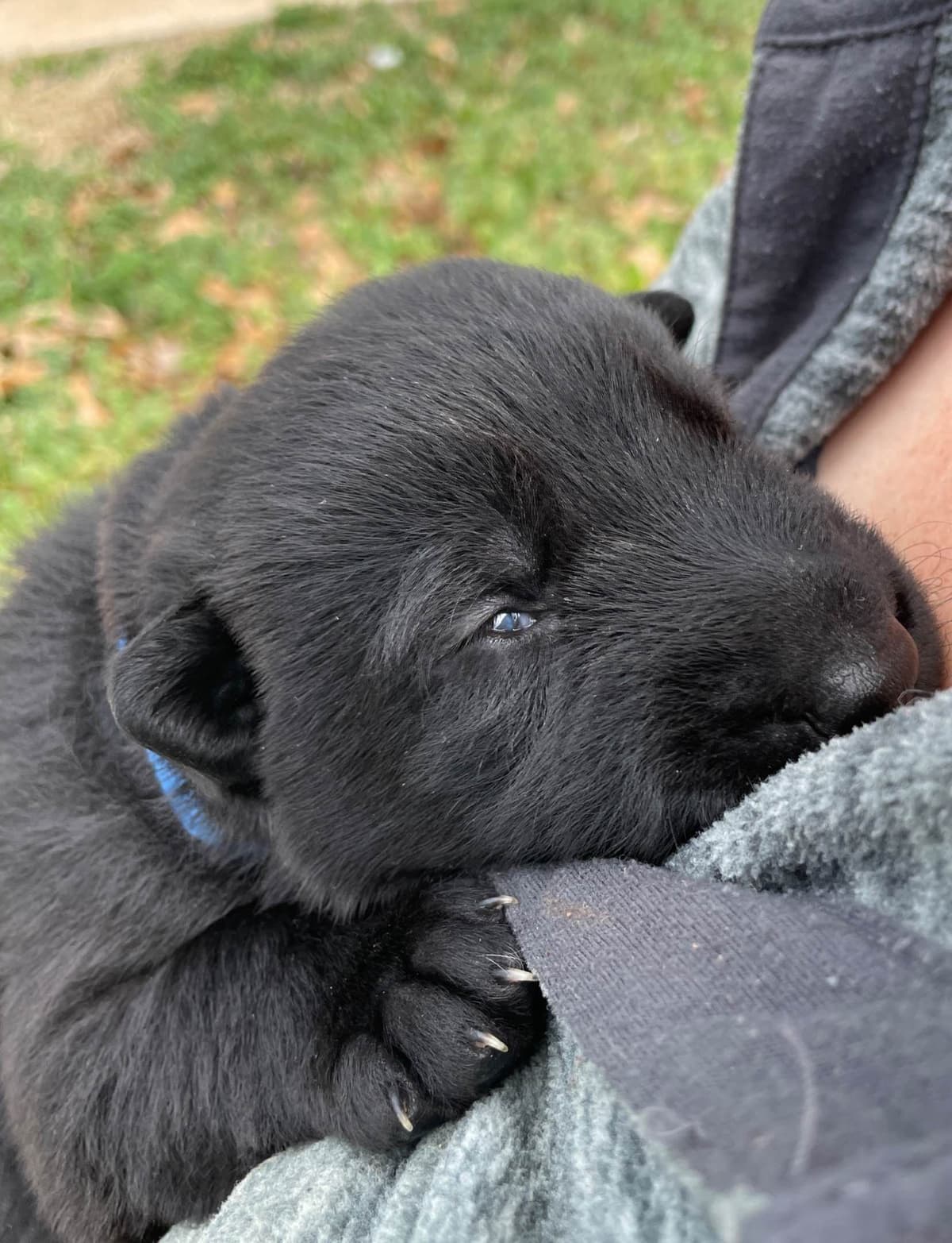 German Shepherd Dog Puppies breeder image 16