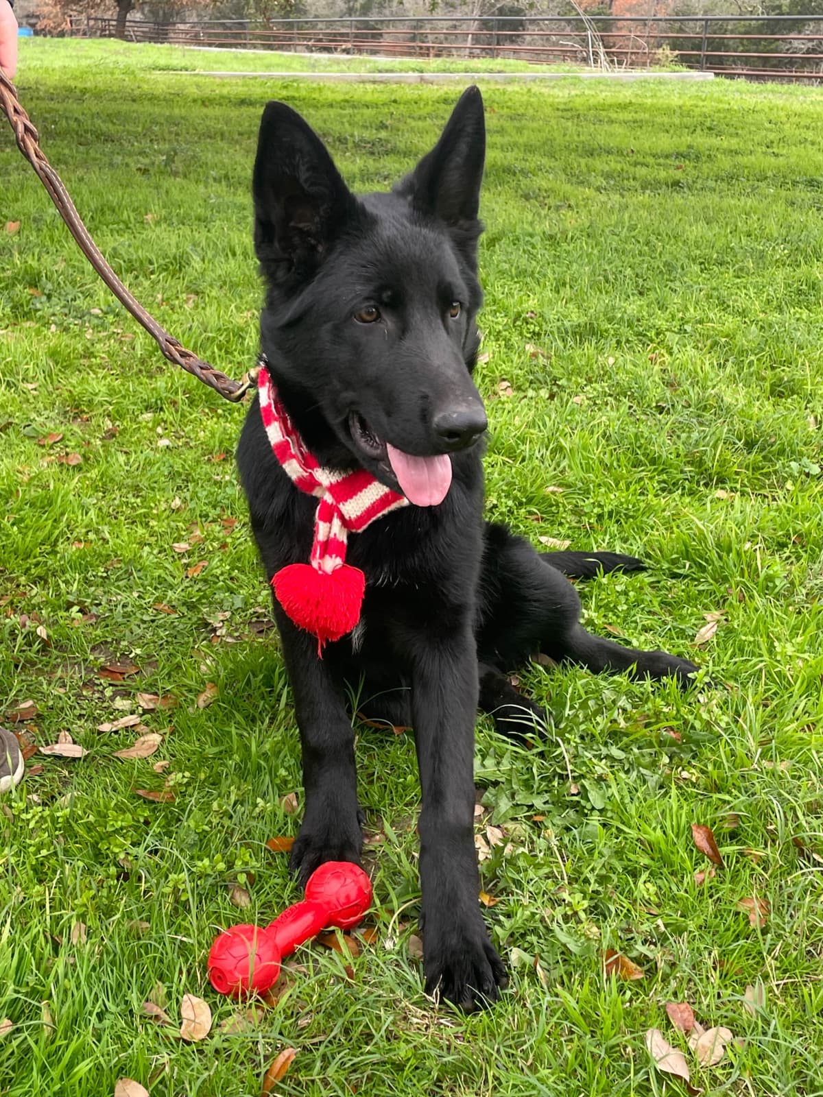German Shepherd Dog Puppies breeder image 18