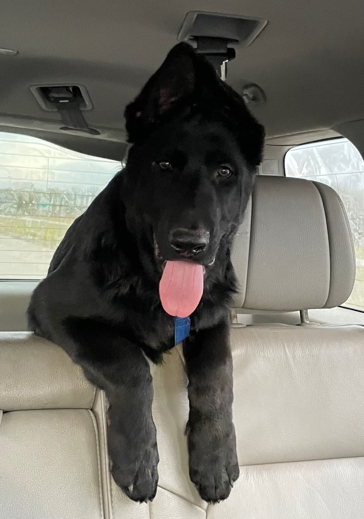 German Shepherd Dog Puppies breeder image 19