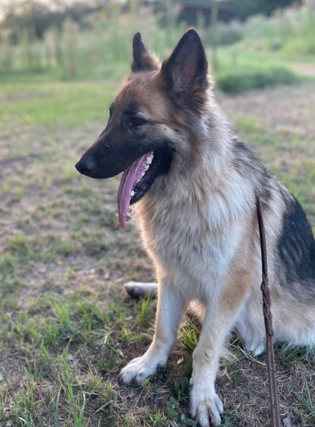 German Shepherd Dog Puppies media 9