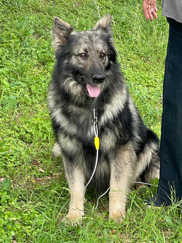 German Shepherd Dog Puppies media 10