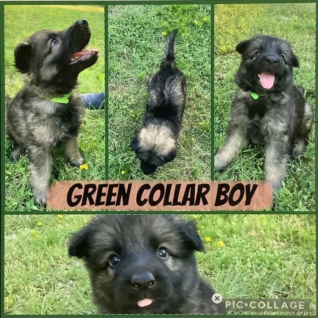 German Shepherd Dog Puppies media 2