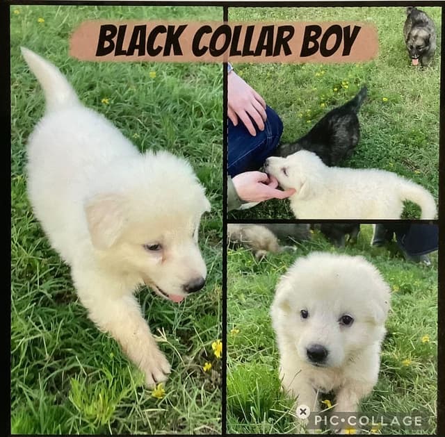 German Shepherd Dog Puppies media 4