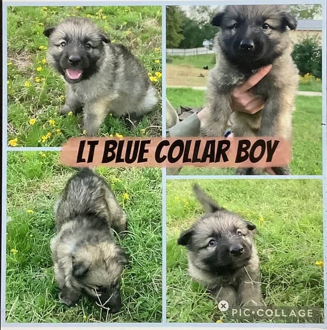 German Shepherd Dog Puppies media 3