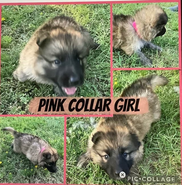 German Shepherd Dog Puppies media 5