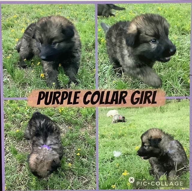 German Shepherd Dog Puppies media 6