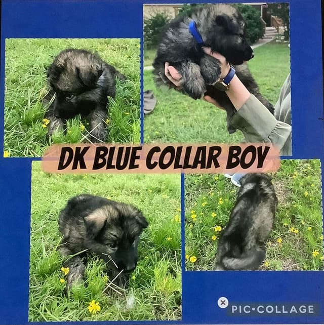 German Shepherd Dog Puppies media 7